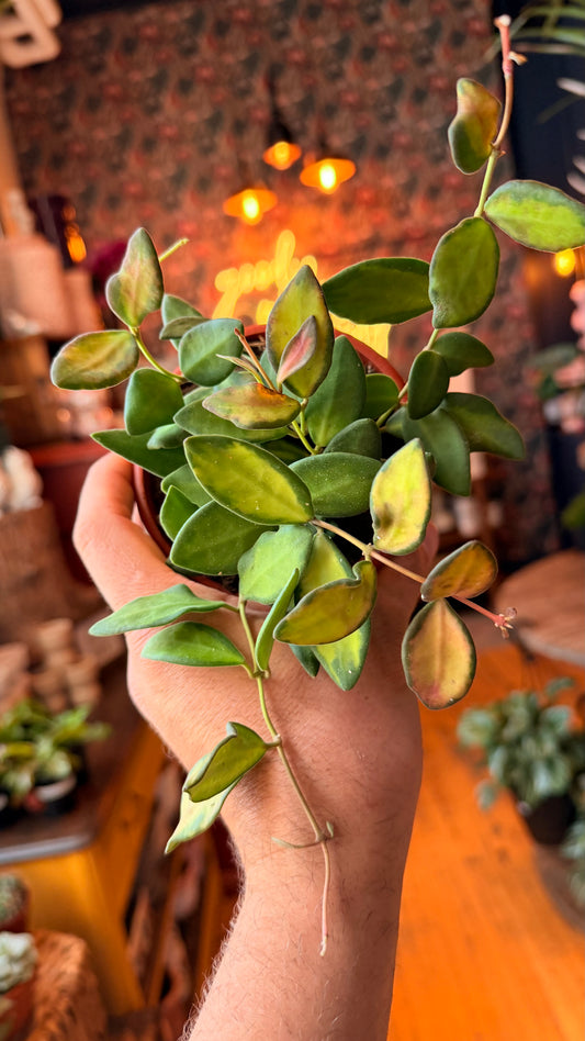 4.5” Hoya Burtoniae Variegated