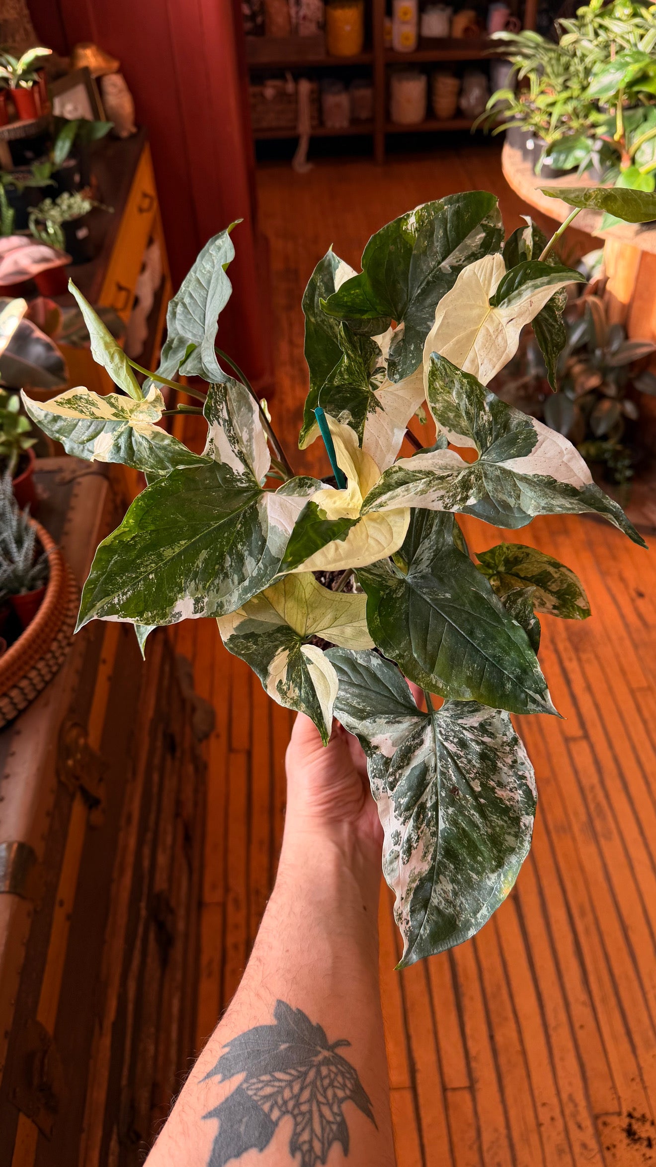 6” Albo Syngonium