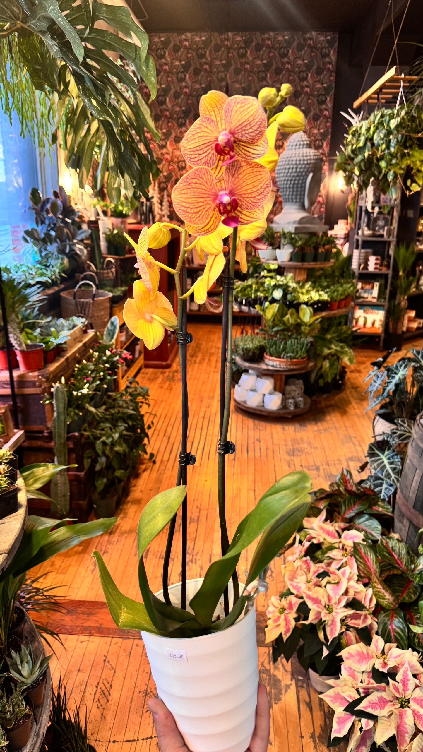 5.5” Orchids Assorted