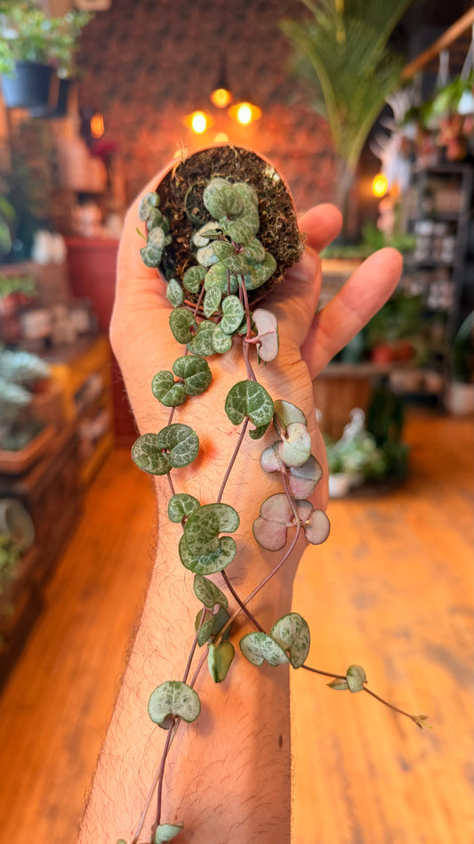2.5” String of Hearts