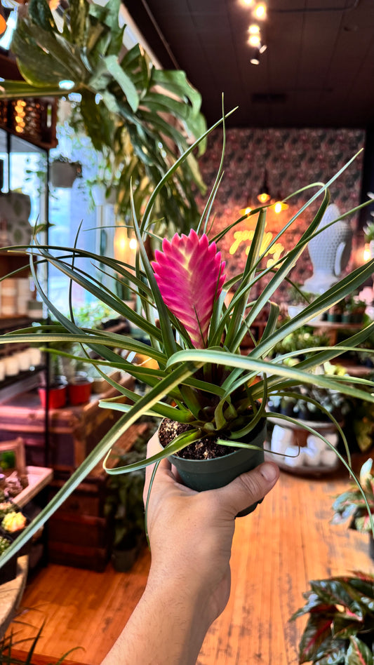 4” Tillandsia Cyanea