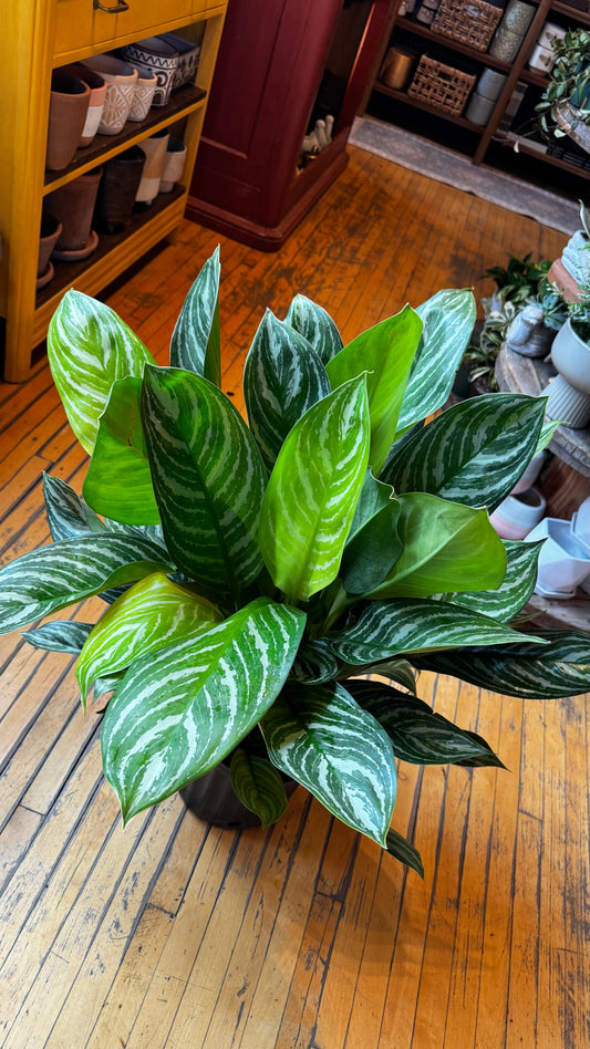10” Aglaonema Stripes