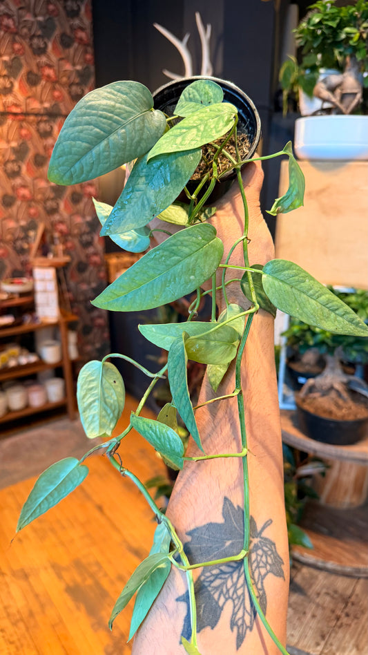 4” Cebu Blue Pothos