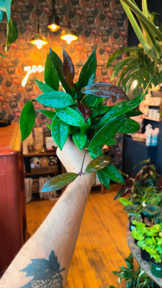 4” Publicalyx Hoya