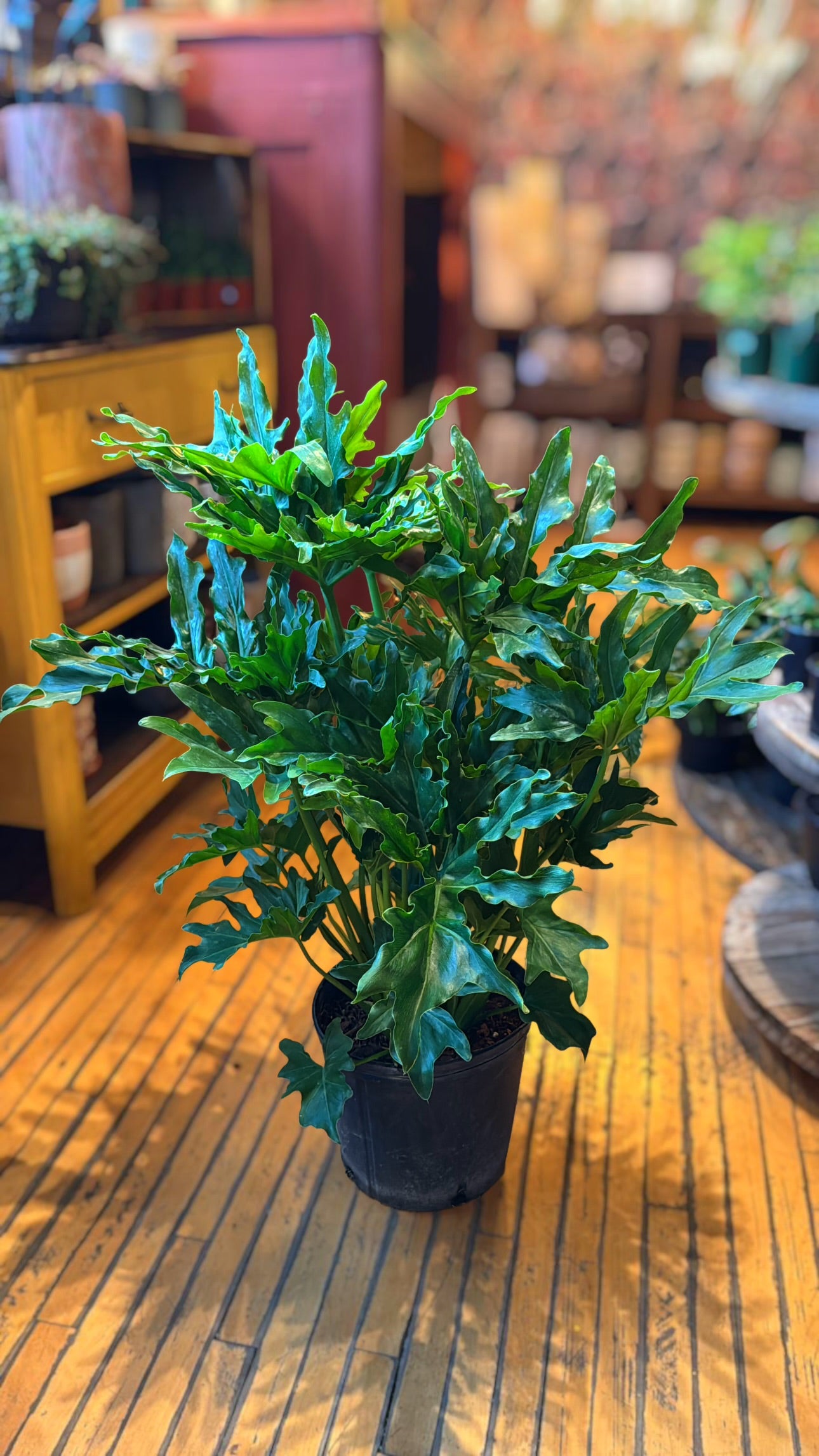 10” Philodendron Selloum