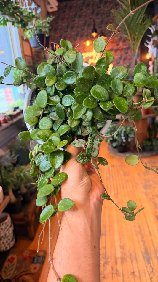 8” Mathilde Hoya