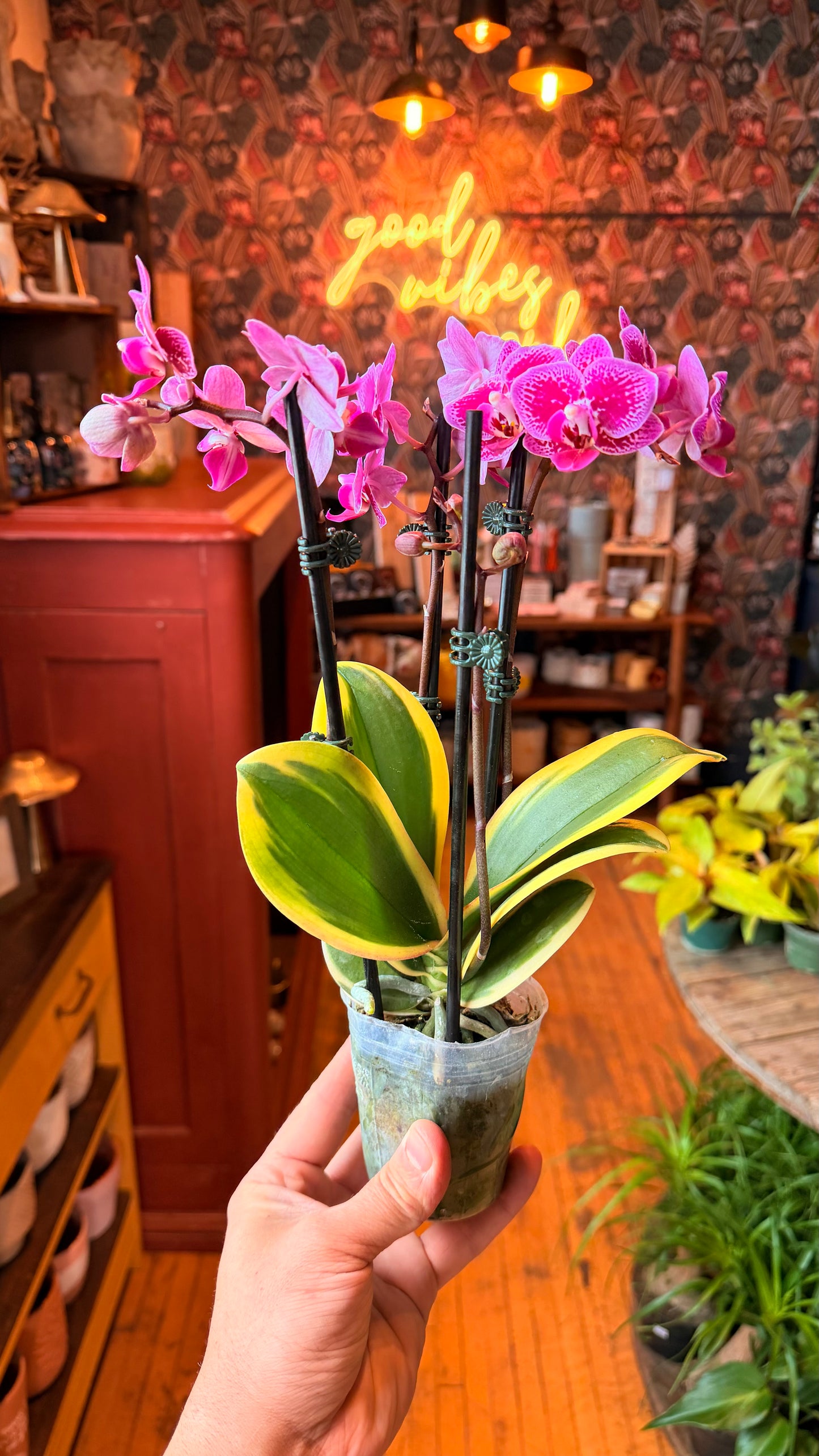 3” Variegated Orchids