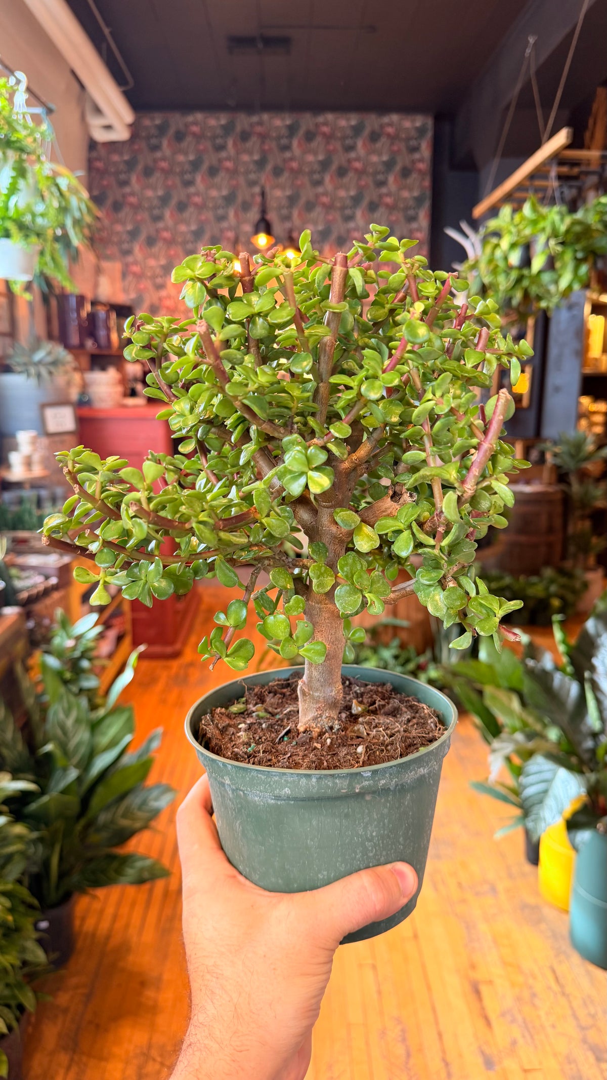 6” Jade Bonsai