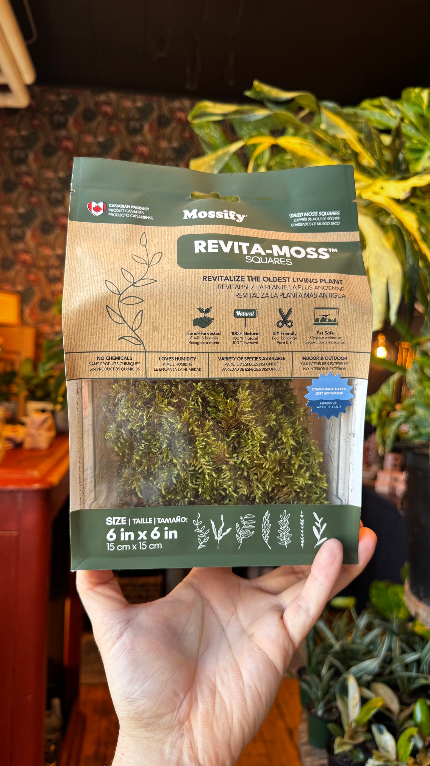 Revita-Moss - Zombie Moss Sqaure