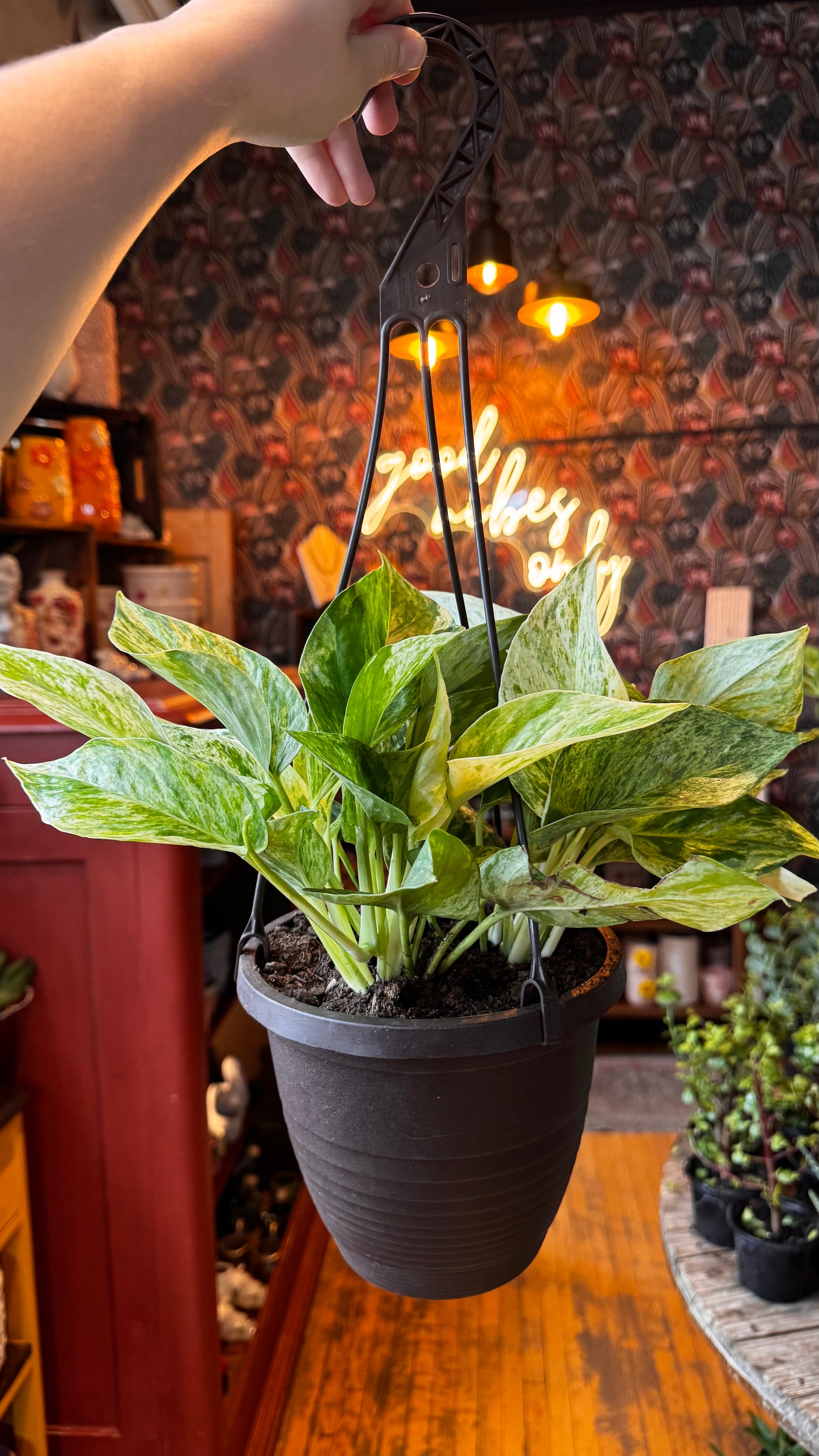 6” Marble Queen Pothos