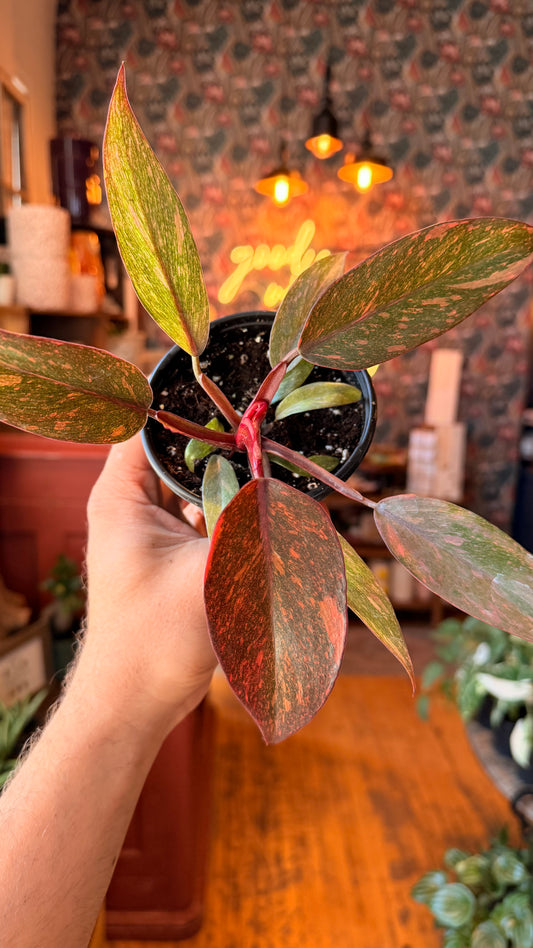 4” Orange Princess Philodendron