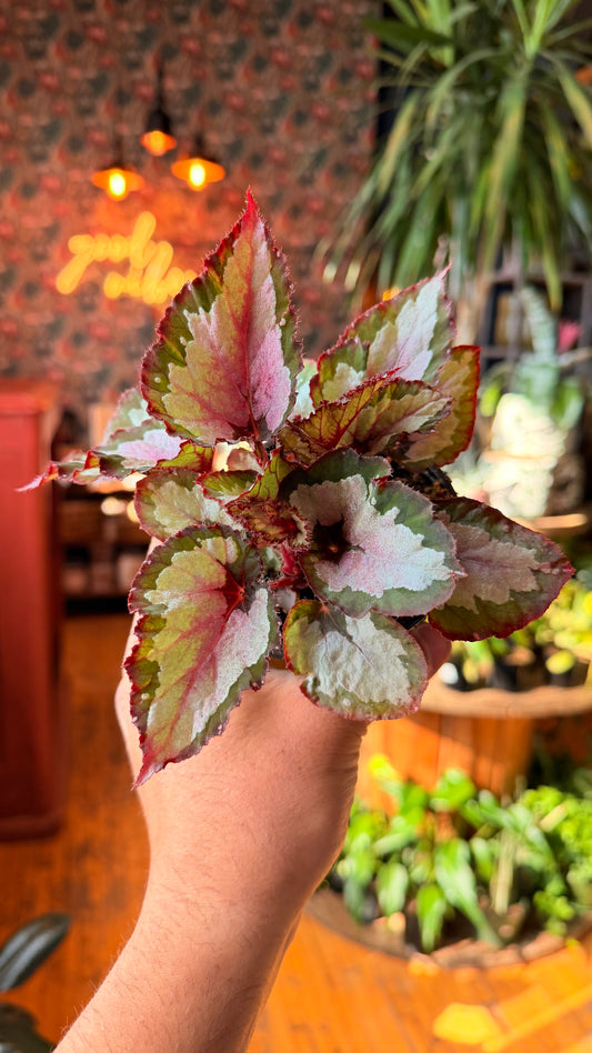 4” Rex Begonia Pink