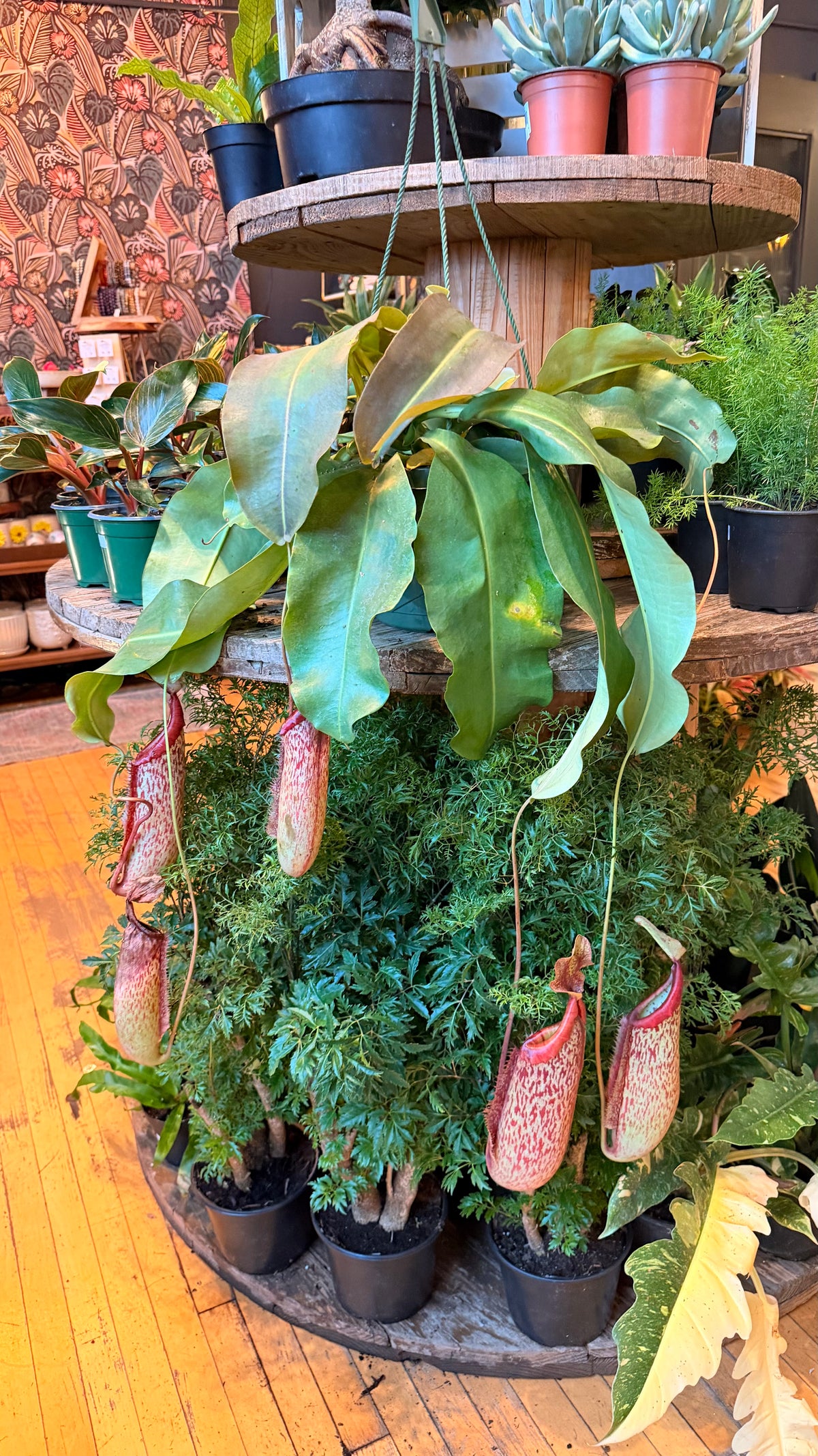 8” Pitcher Plant