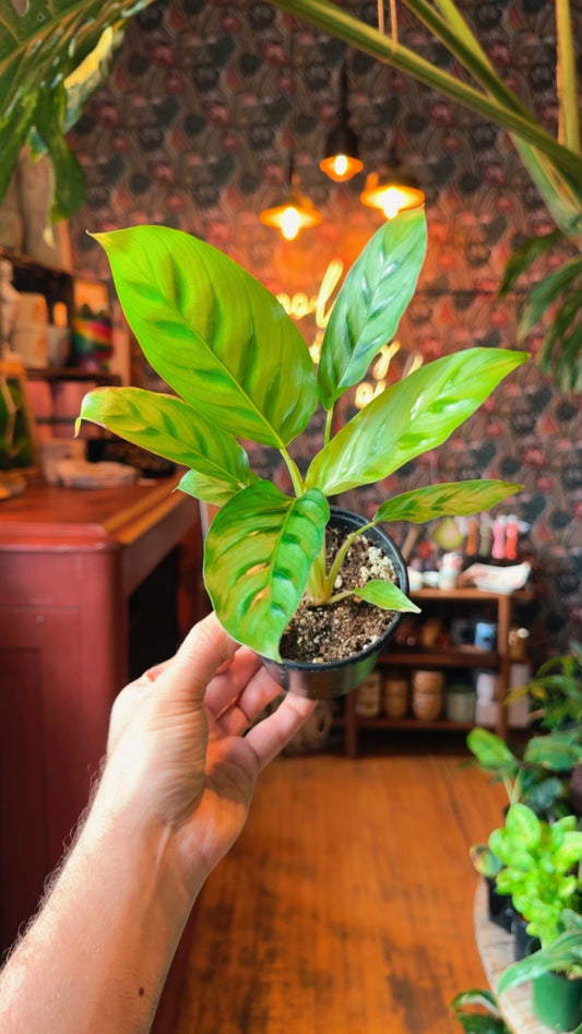 4” Leapordina Maranta