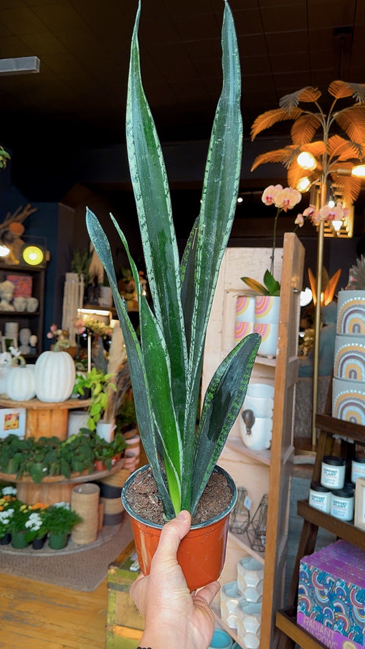 6” Sansevieria Whitney