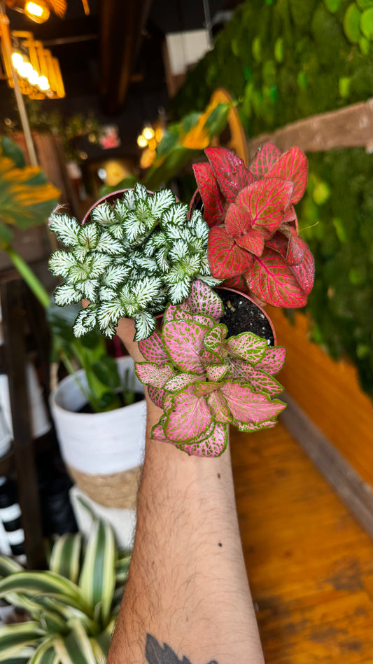 3” Fittonia Nerve Plant Assorted