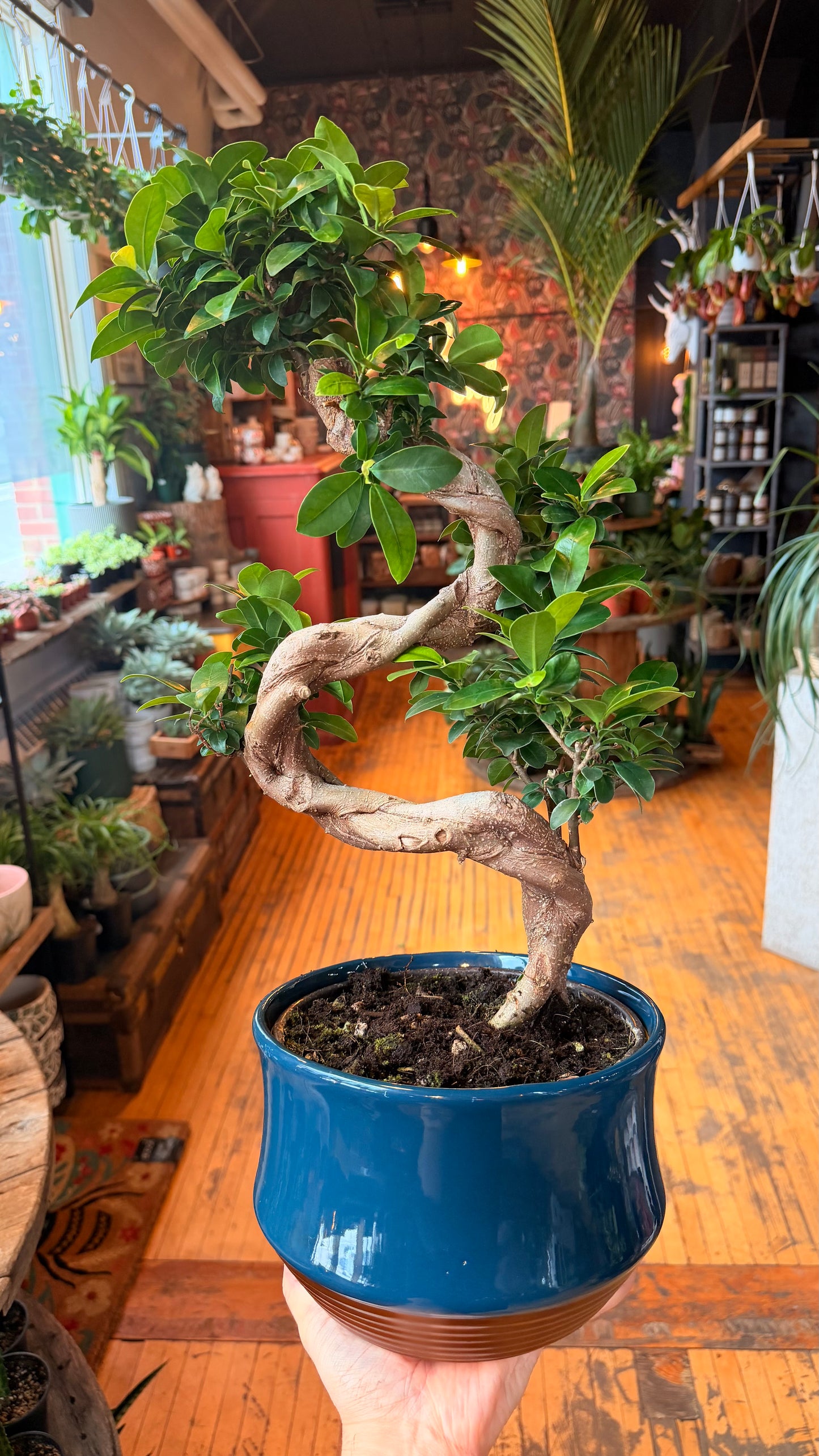 8” S-Shape Ginseng Bonsai - With Teal Bonsai Pot