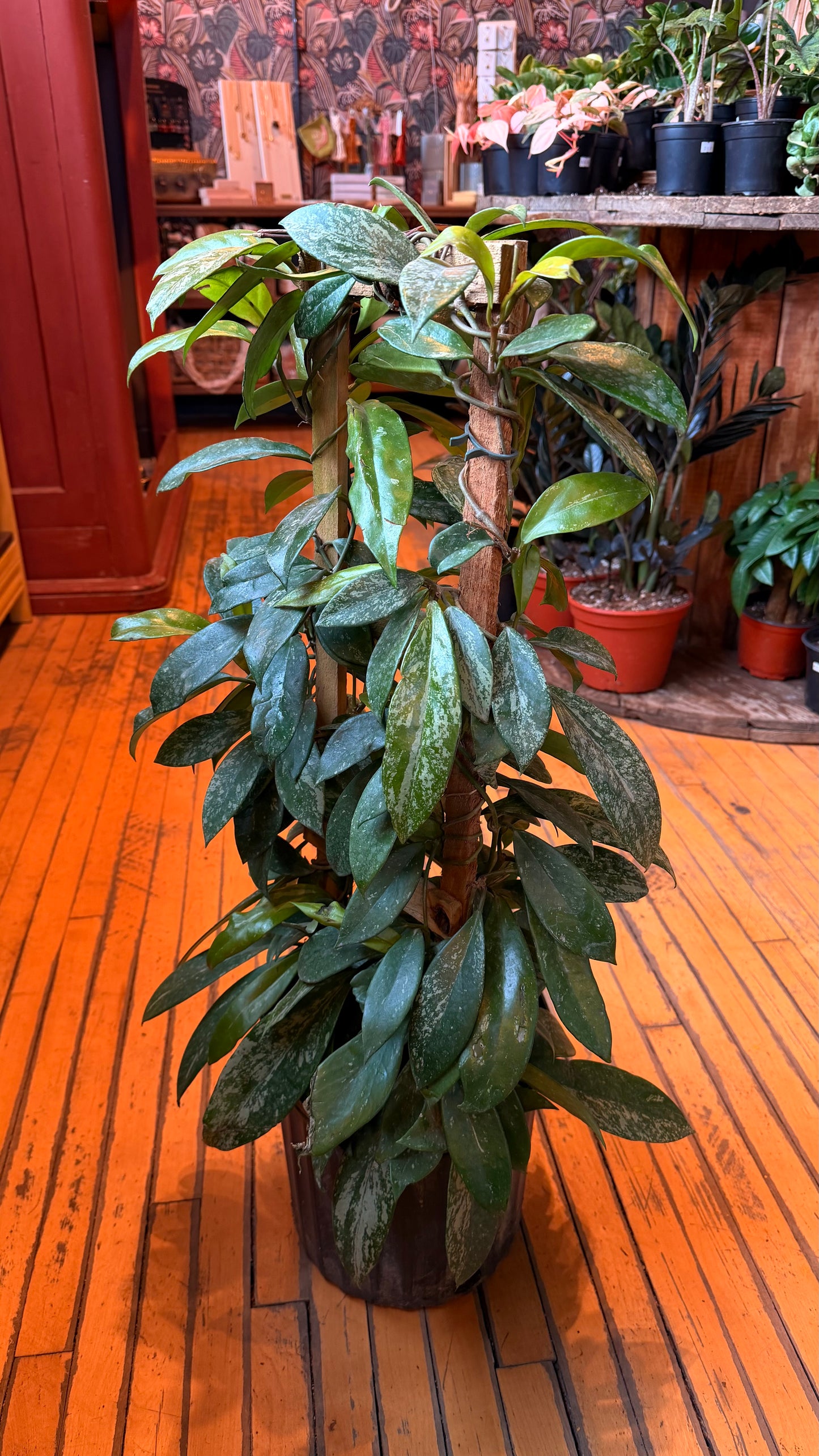 10” Carnosa Hoya Trellis XL