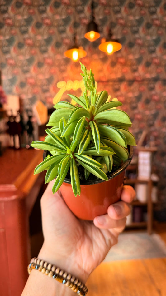 4” Peperomia Fireworks