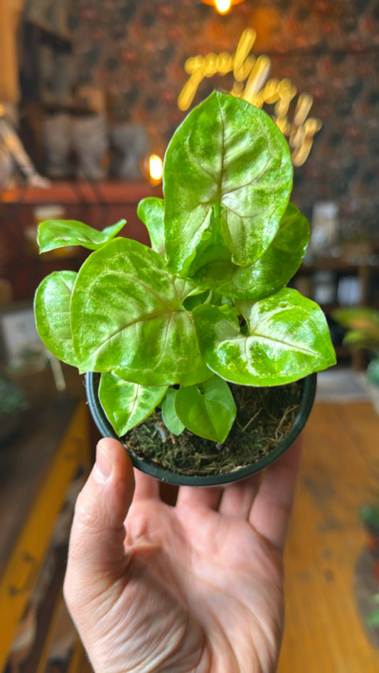 4” Mango Allusion Synongium