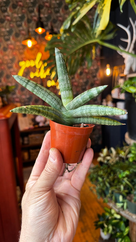 2.5” Starfish Snake Plant