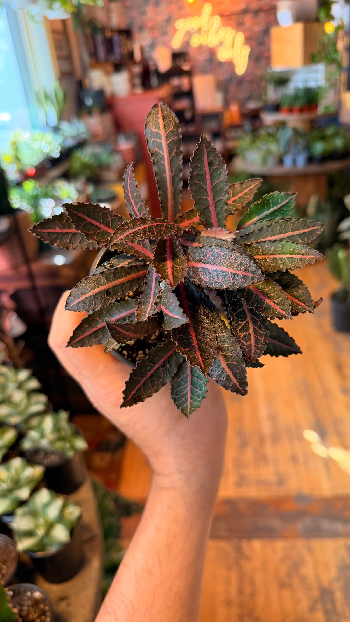4” Euphorbia Francoisii