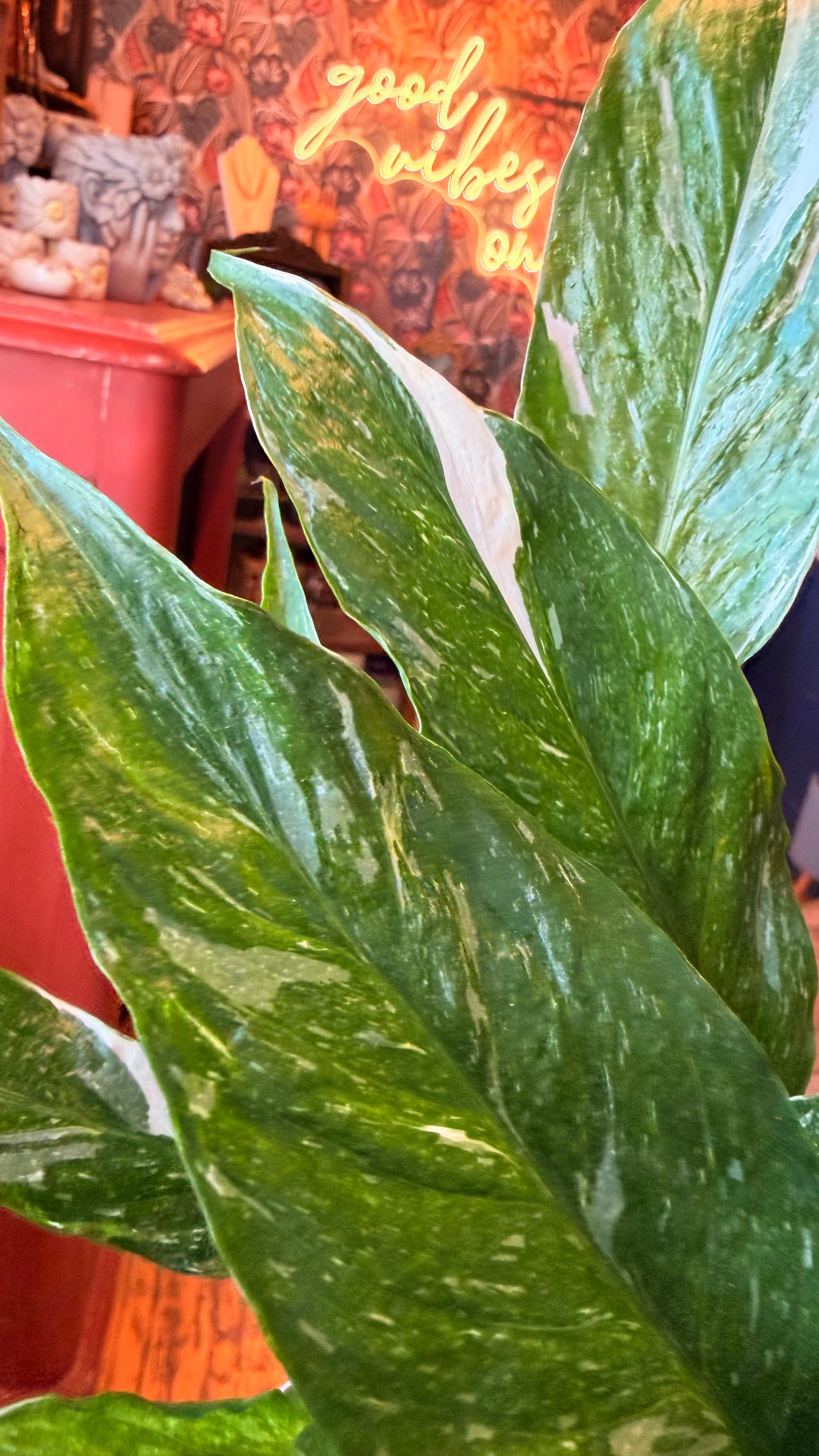 4” Variegated Peacy Lily