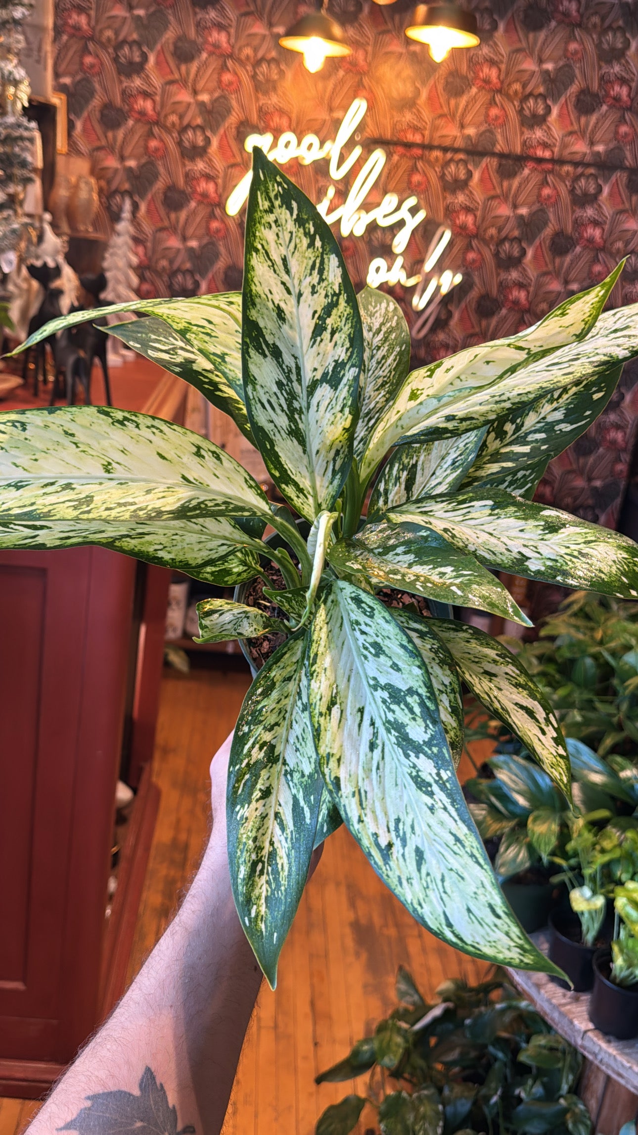 6” Dieffenbachia 'Vesuvius'