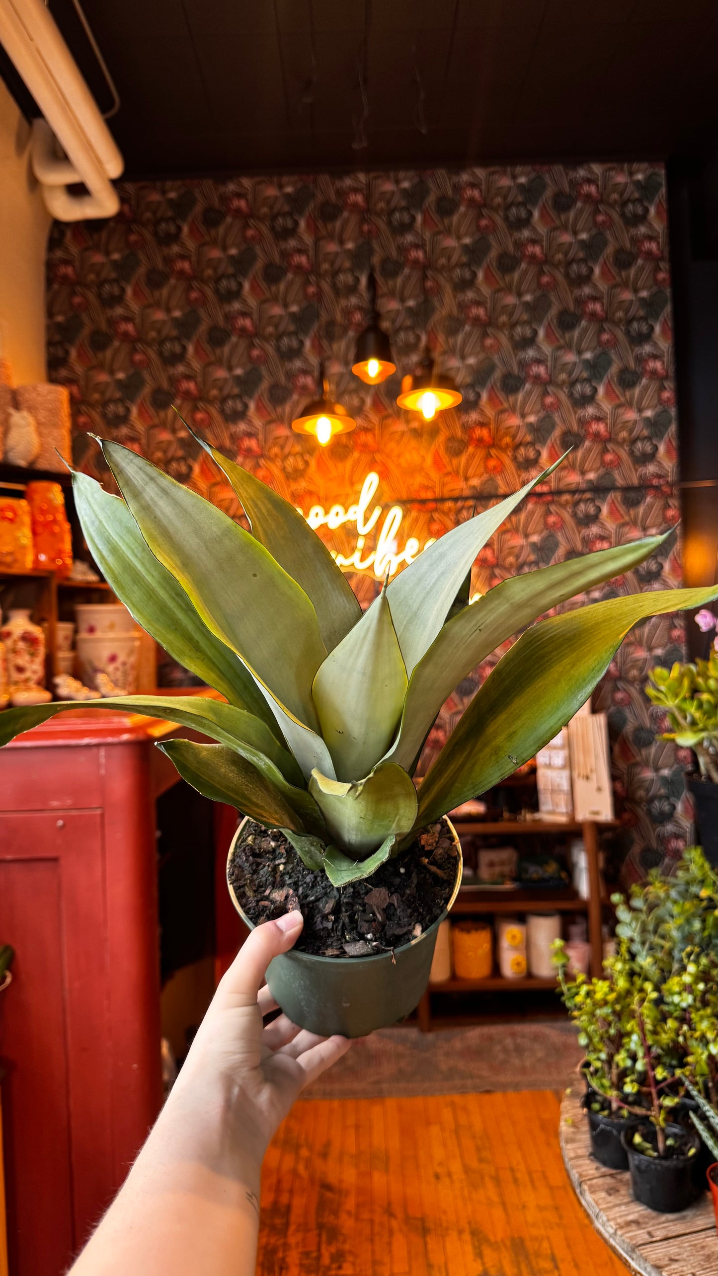 6” Moonshine Sansevieria