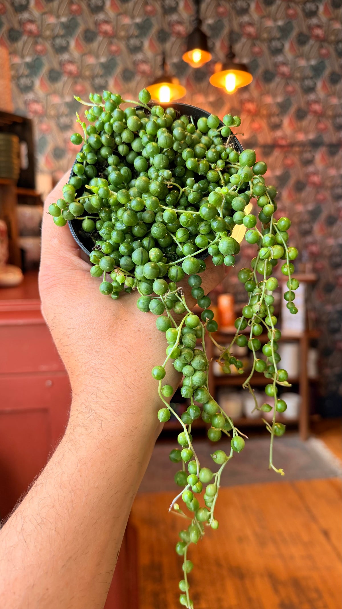 4” String of Pearls