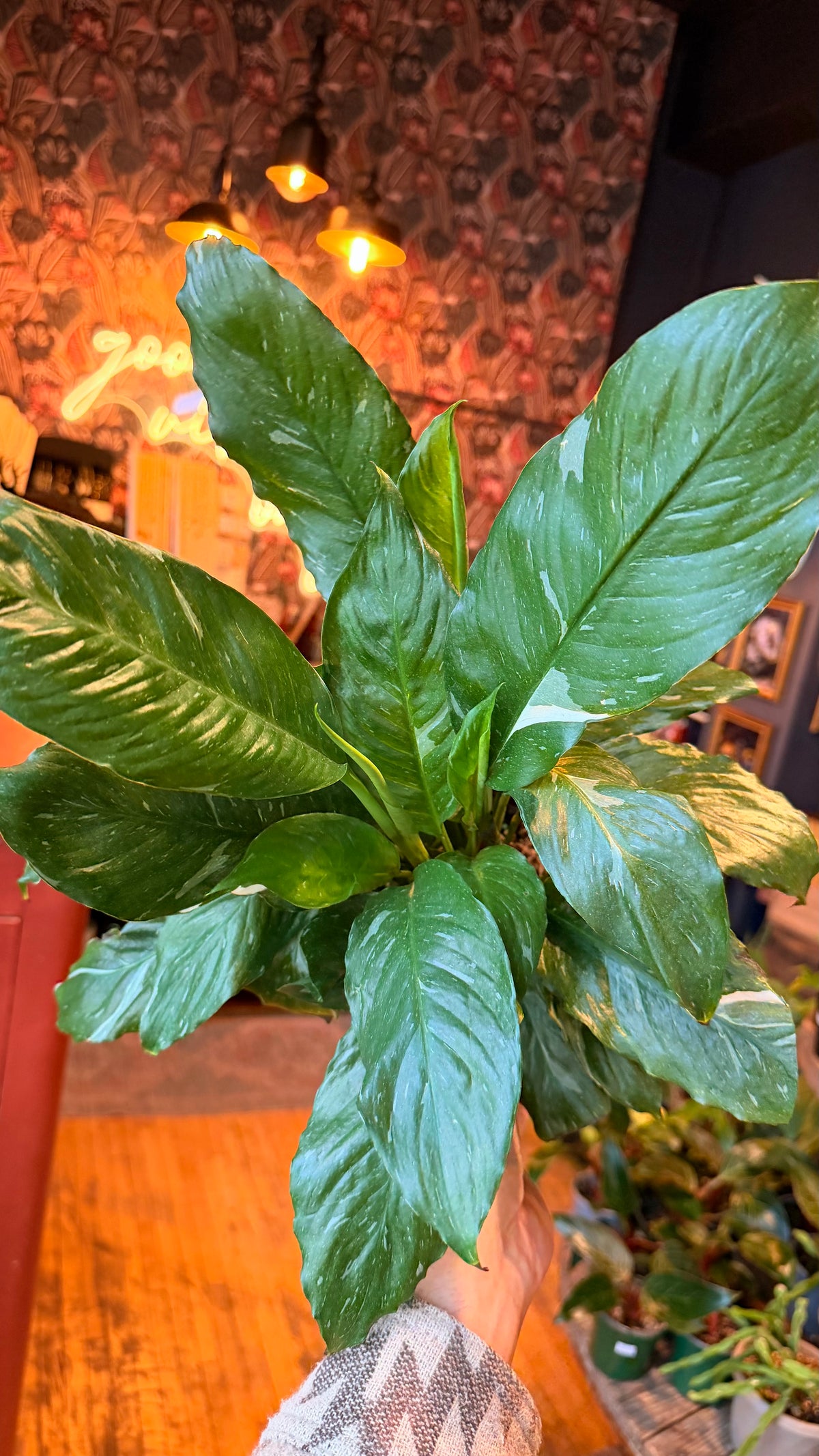 6” Domino Variegated Peace Lily