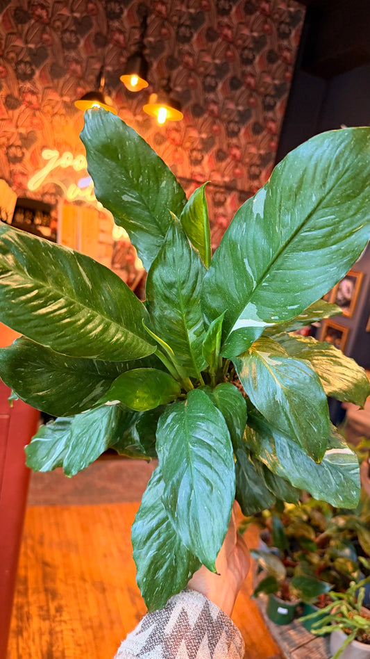 6” Domino Variegated Peace Lily