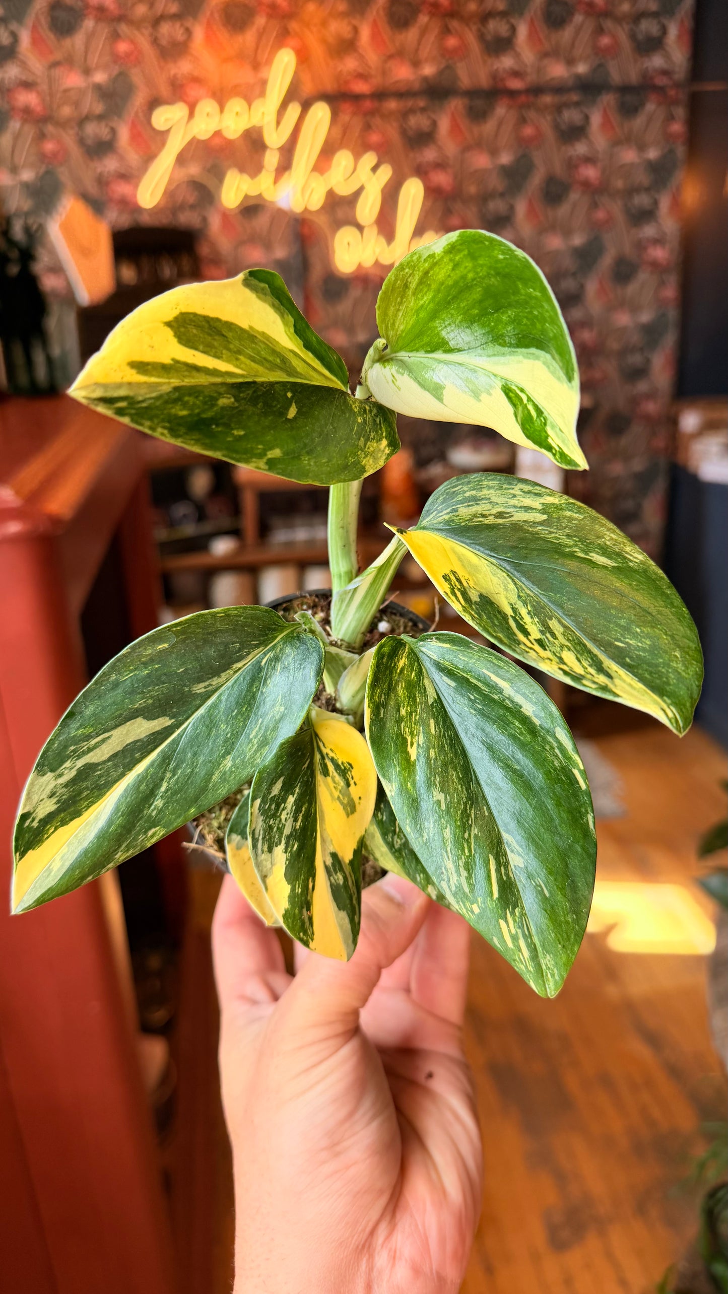 4” Monstera Cobra Variegated