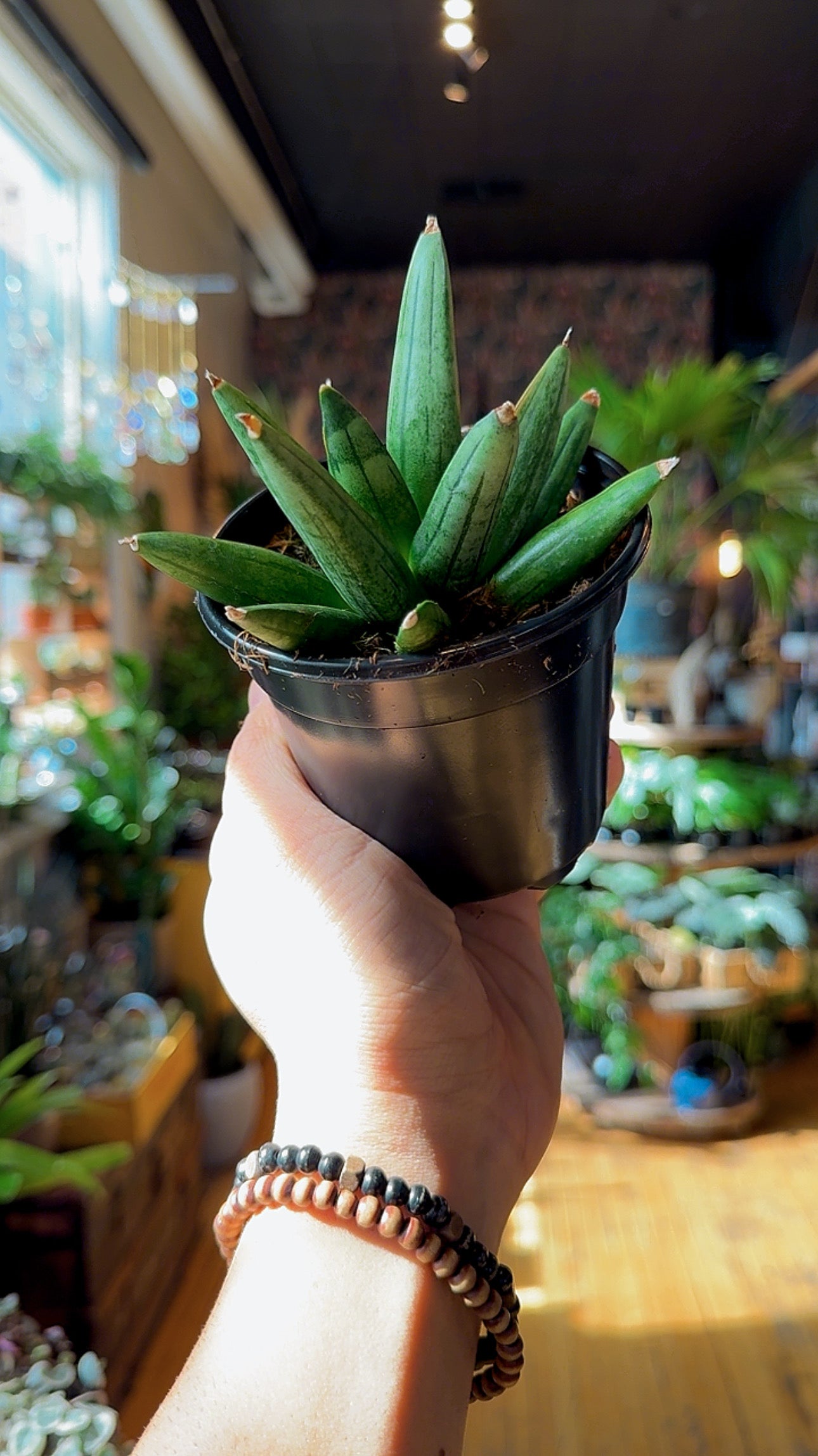 4” Hedgehog Snake Plant