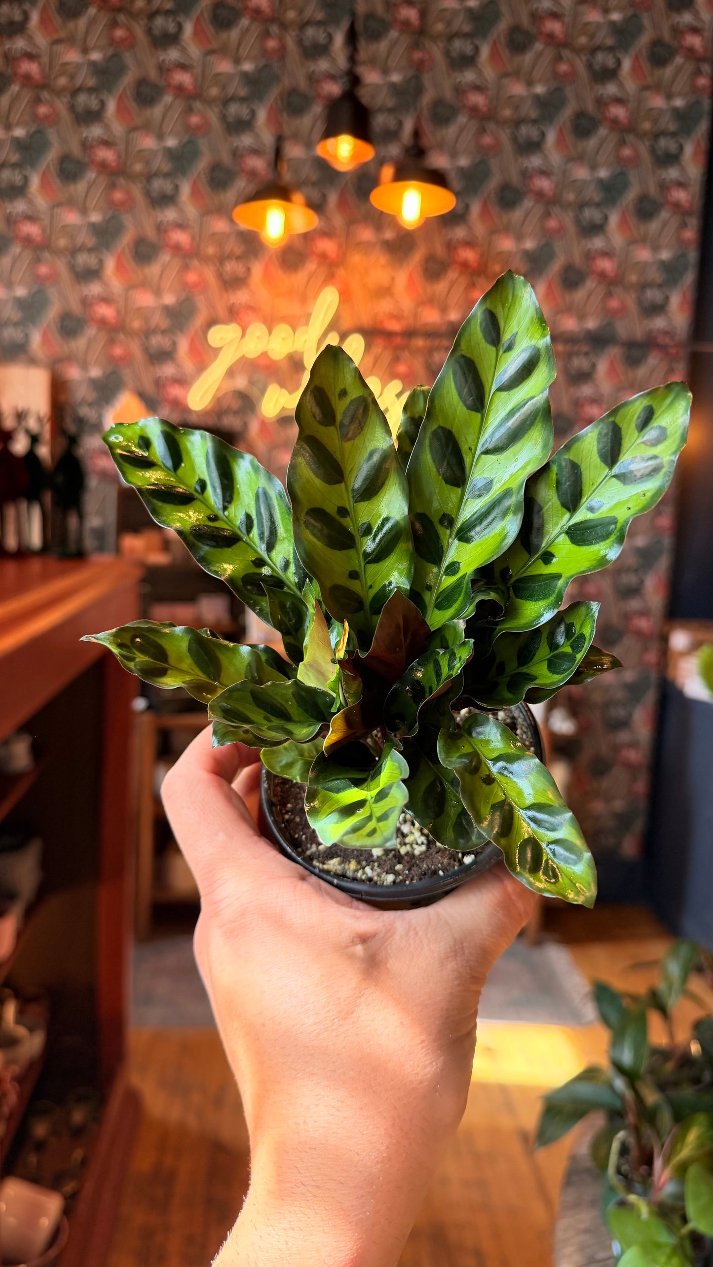 4” Rattlesnake Calathea