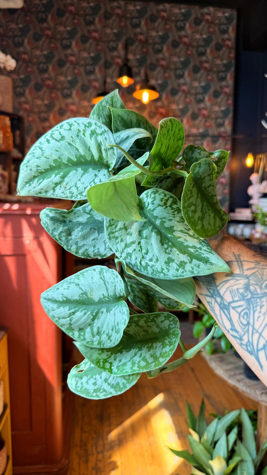 4” Exotica Scindapsus