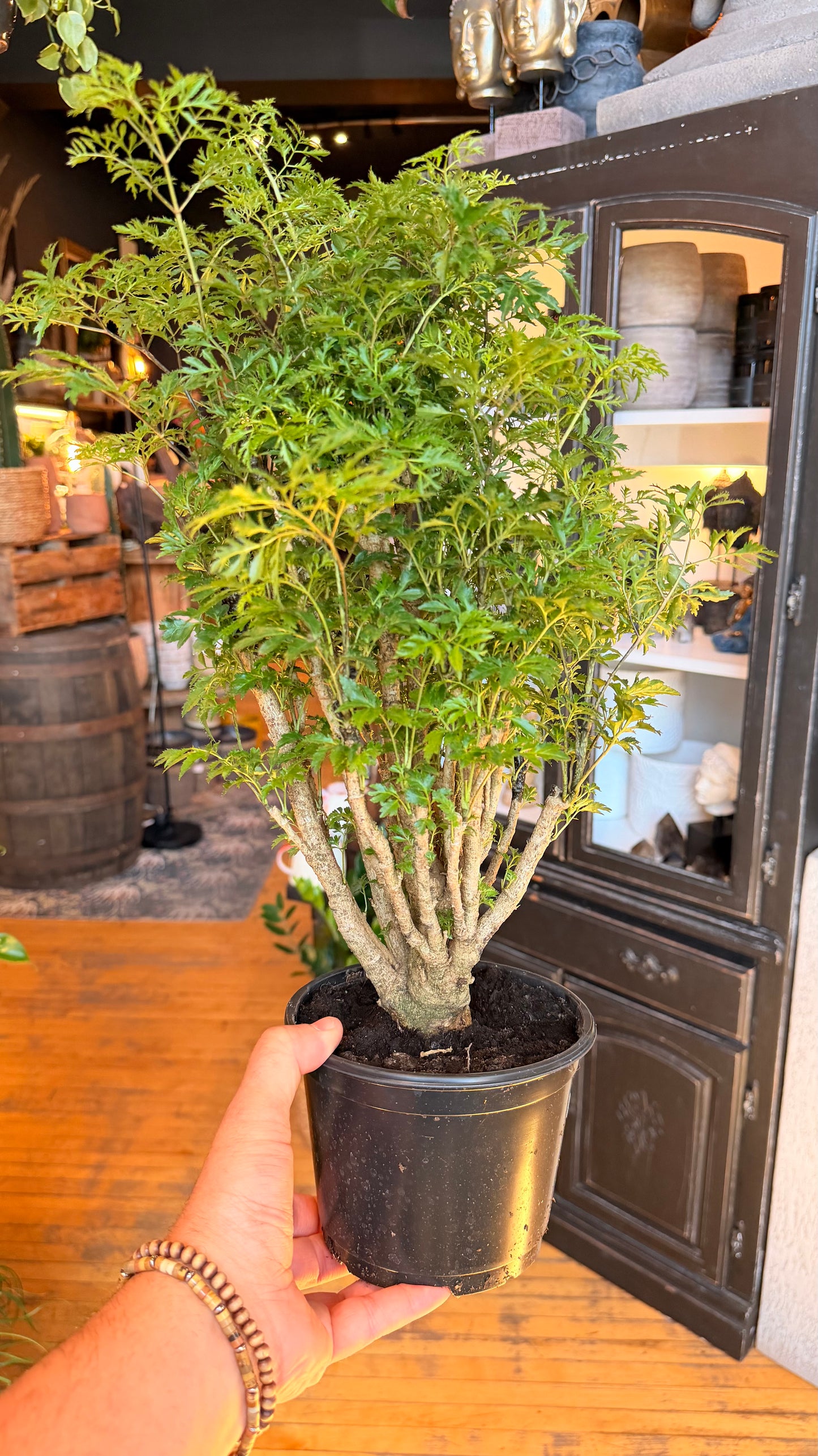 6” Aralia Ming Bonsai