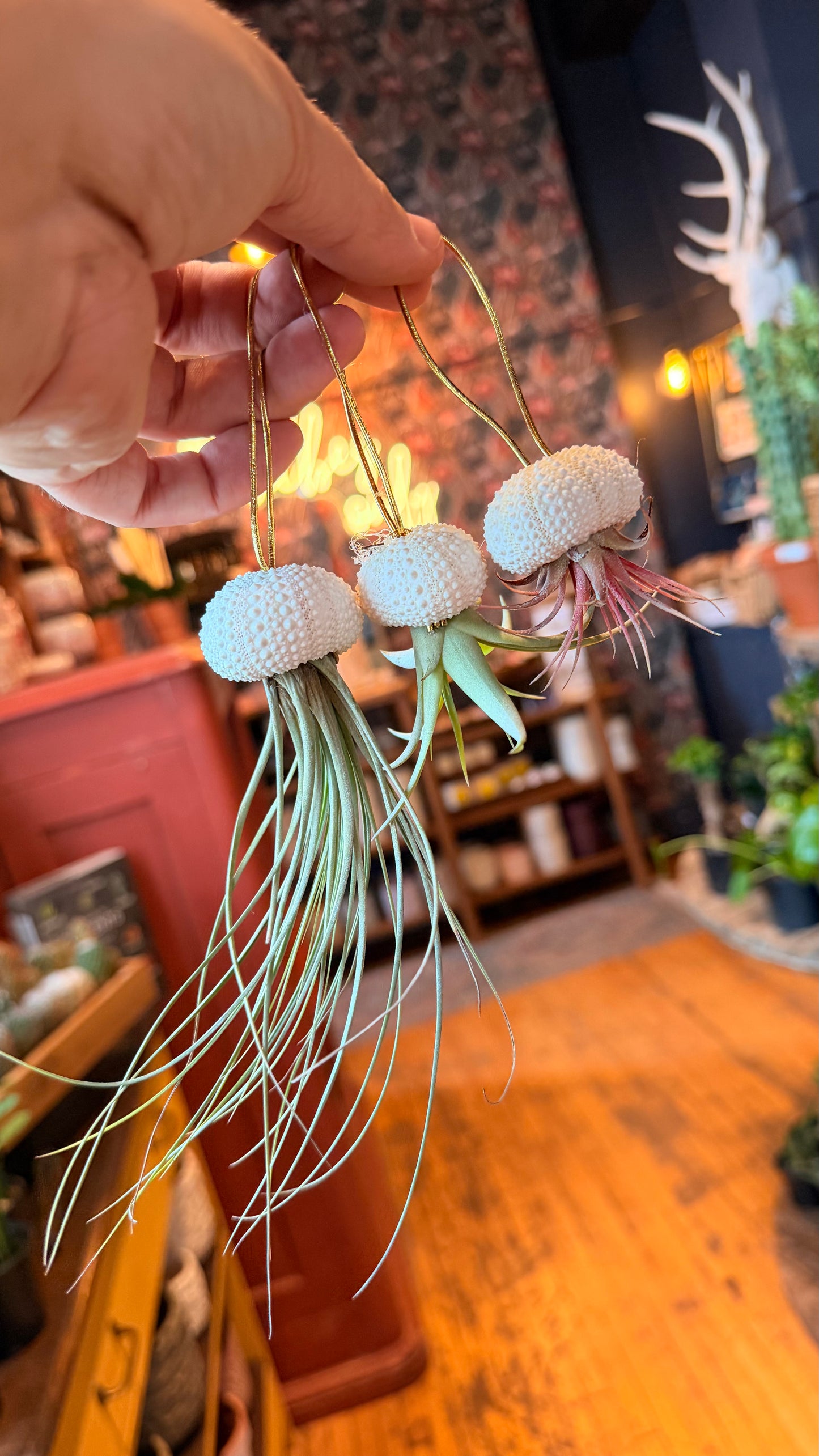 Air Plant in Seashell