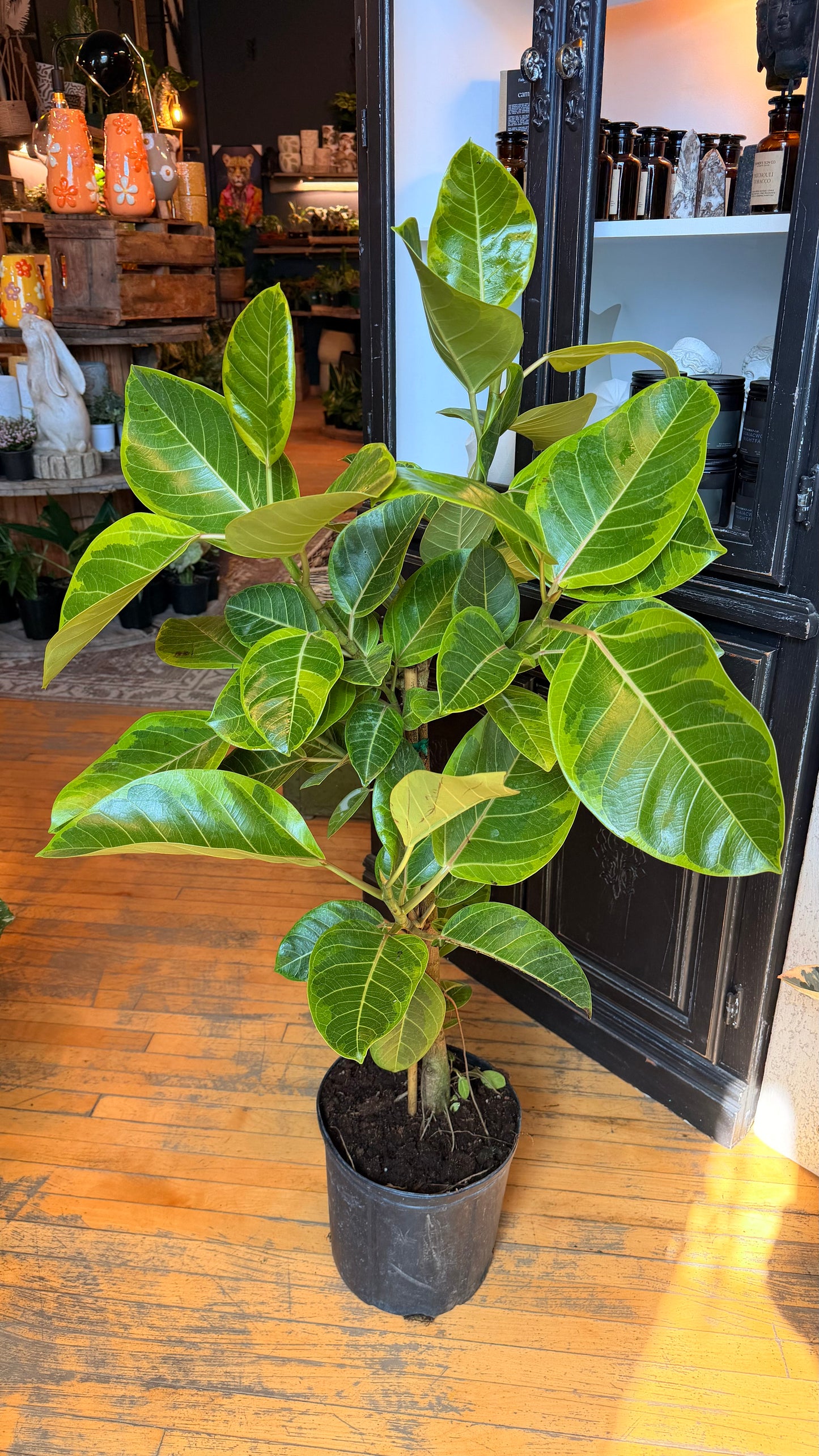 10” Ficus Yellow Gem Standard