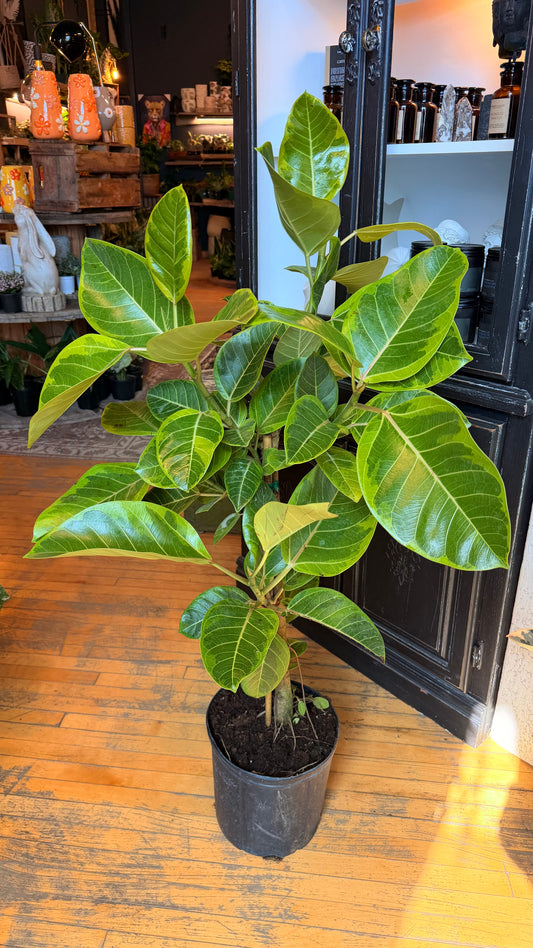 10” Ficus Yellow Gem Standard
