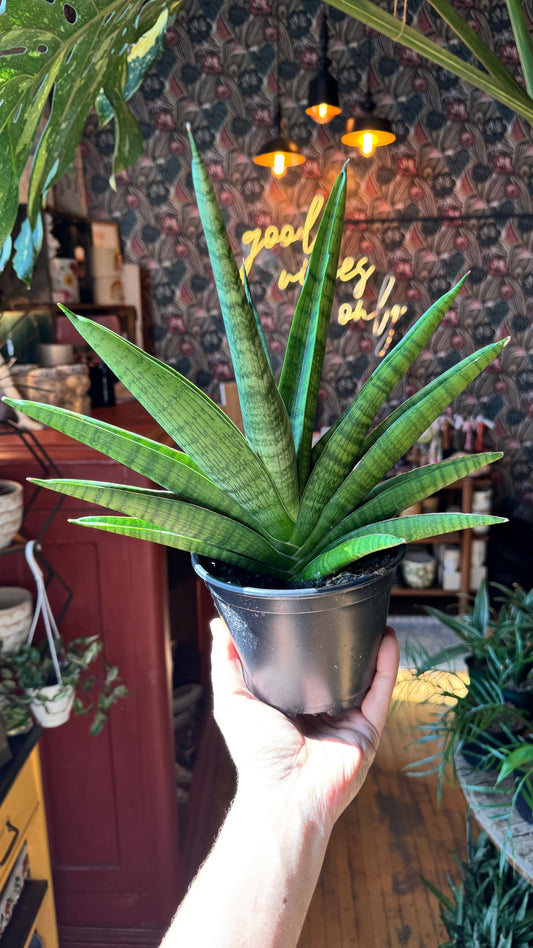 6” Gojo Snake Plant