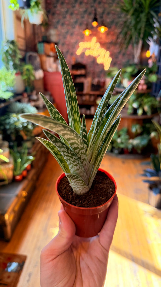 3” Pheasant Breat Aloe
