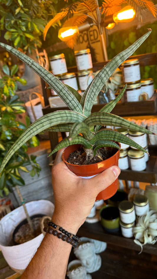 4” Bella Platinum Snake Plant