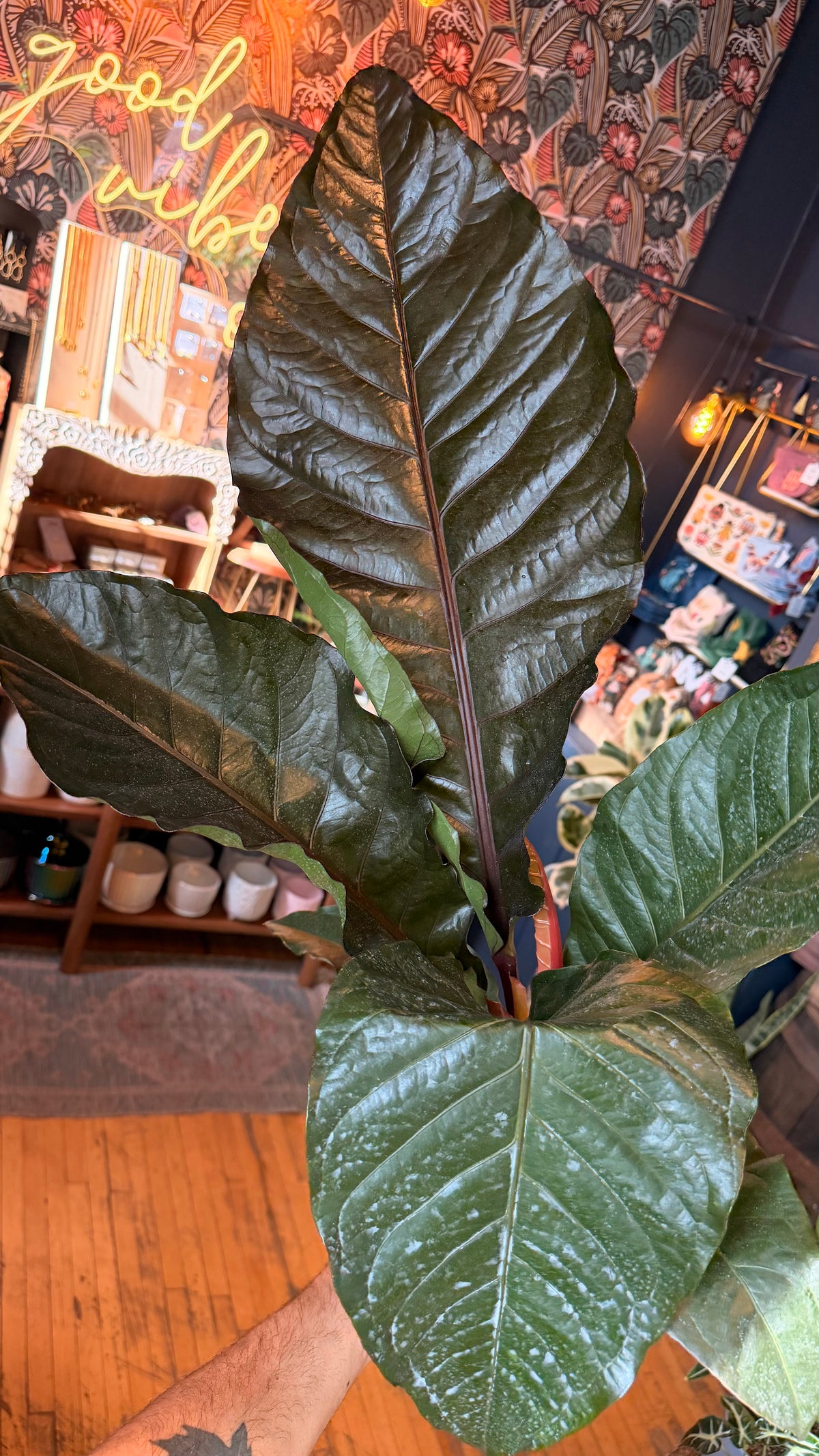 6” Anthurium Hookeri ‘Dark Form’