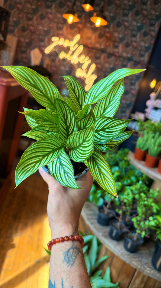 Calathea Vittata