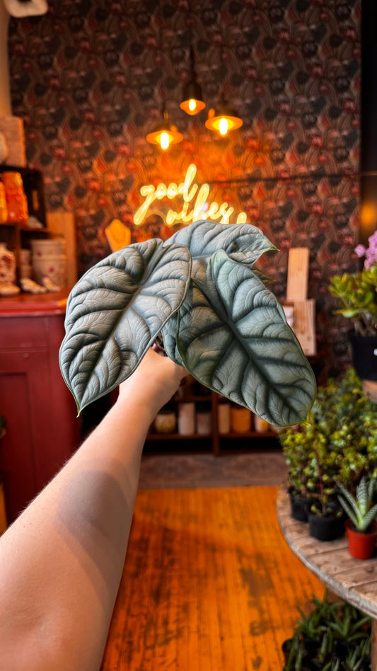 4” Silver Dragon Alocasia