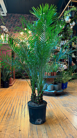 10” Roebellini Phoenix Palm