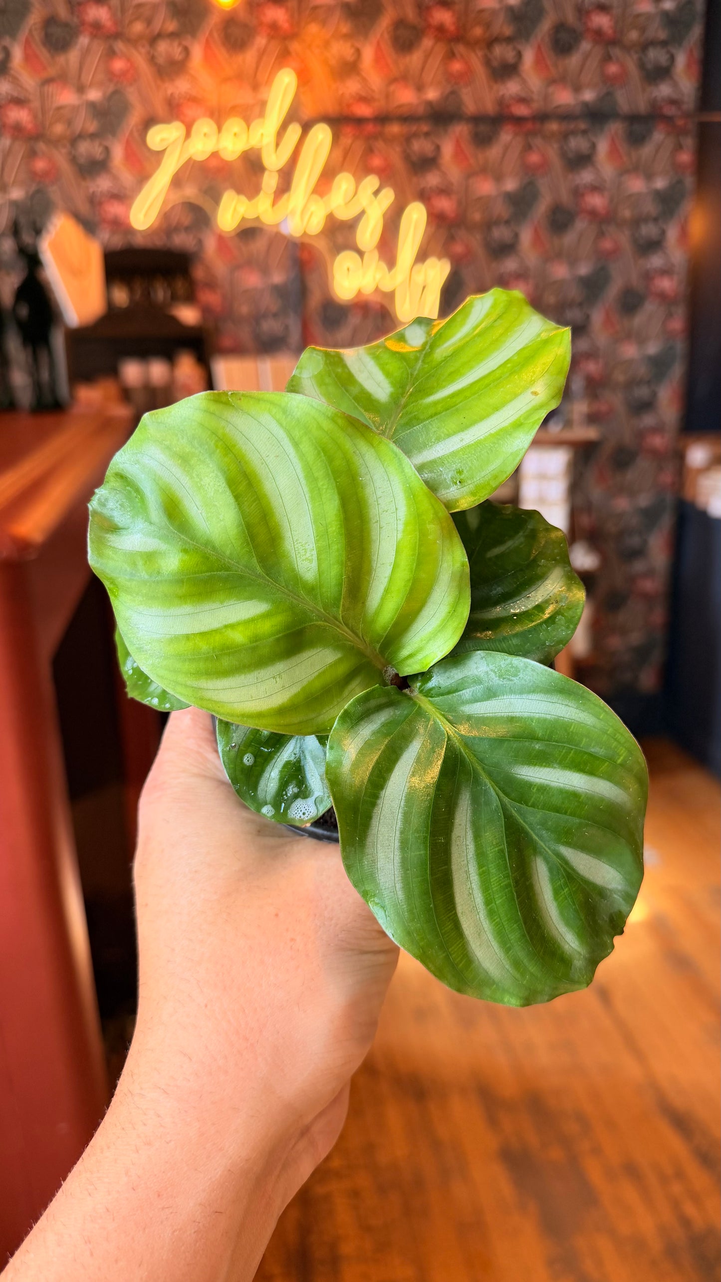 4” Maranta  Fasciata Besar