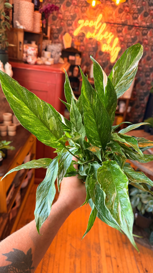 4” Variegated Peacy Lily