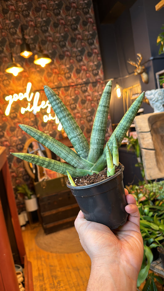 4” Starfish Sansevieria